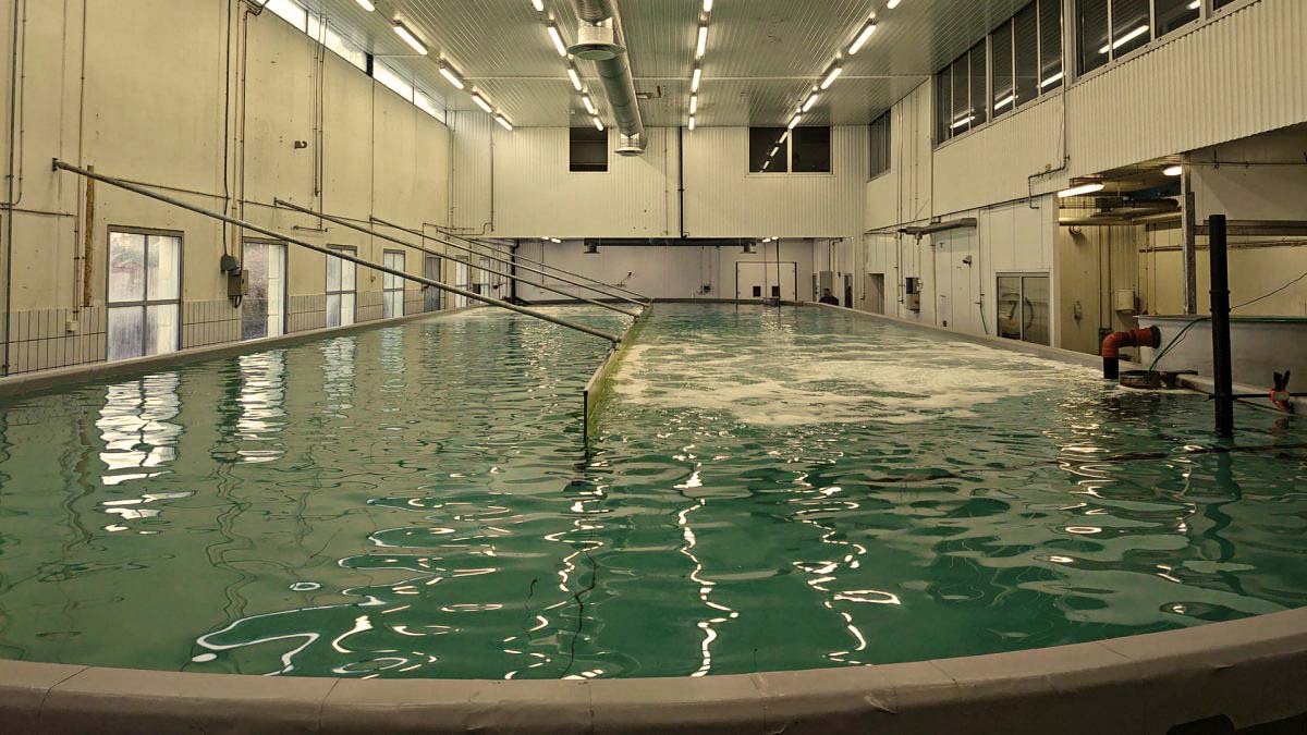 Sustainable prawn production with Protan BlueSafe